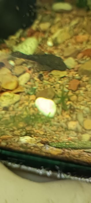 Сомики присоски молодь