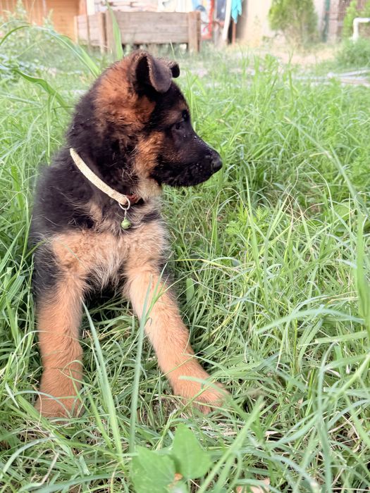 Алиментный щенок немецкой овчарки