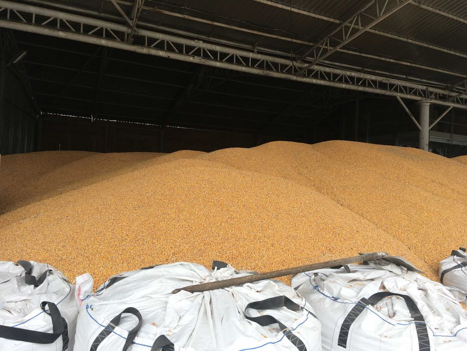 Porumb Ecologic calitate I de vanzare.