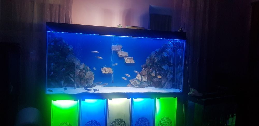 Akvarium sotiladi baliqlari blan