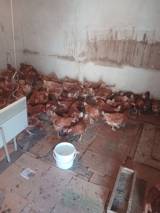 Ламан браун тауык