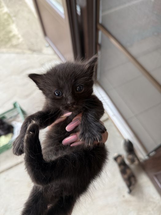 Pisoiaşi jucăuşi pentru adoptie