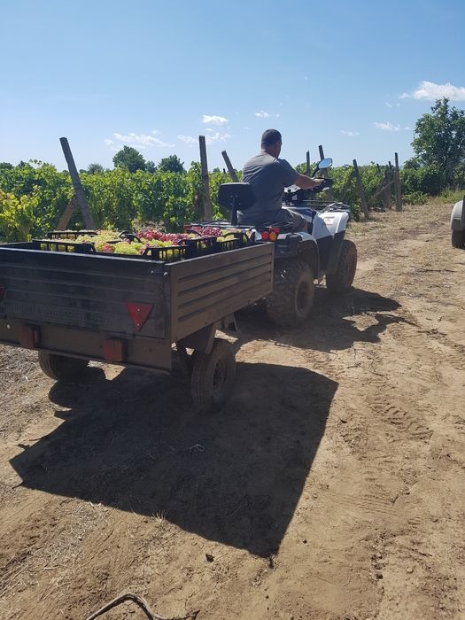 Vand struguri sau cu randul
