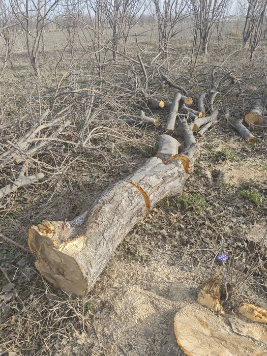 Ўтин сотилади келишилган ҳолда