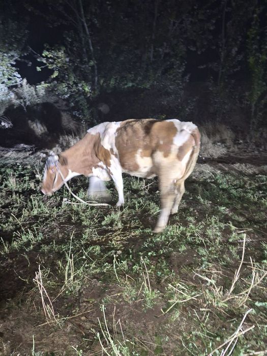 Sigir sotiladi smental