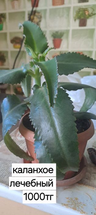 Комнатные цветы.