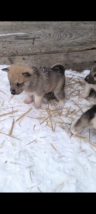 Продам щенков лайки ЗСЛ