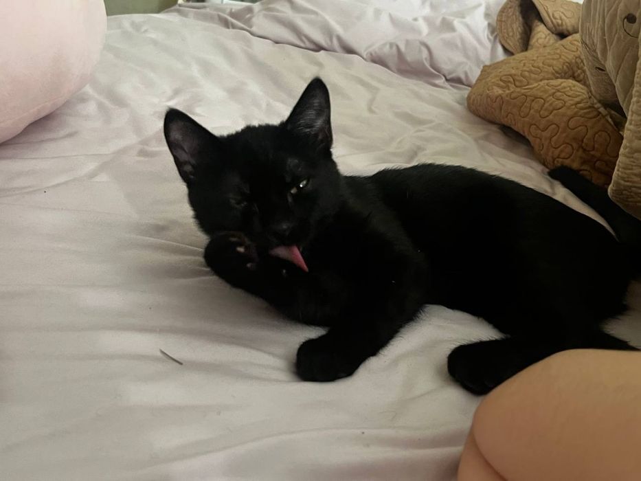 СРОЧНО‼️отдам кота в добрые руки