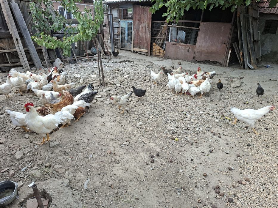 Vand un lot de 86 de pui taranesti(tineret,puicute si cocosei)