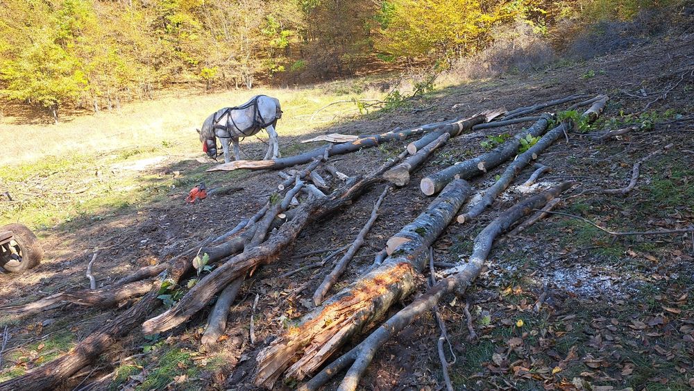 Vând armasar 12 ani