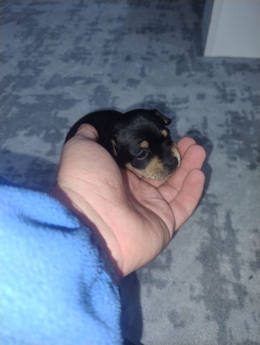 Продавам пинчери – стандартен цвят