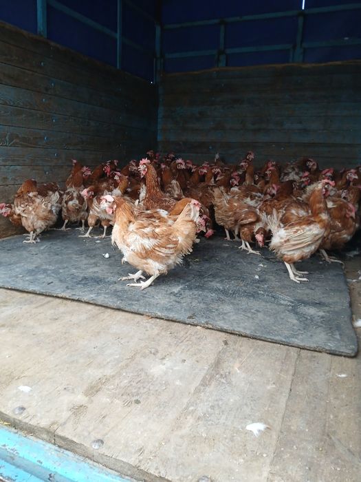 Ломброн тауыктар