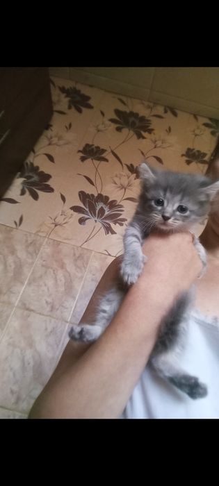 Шотланские 1, месяцев.