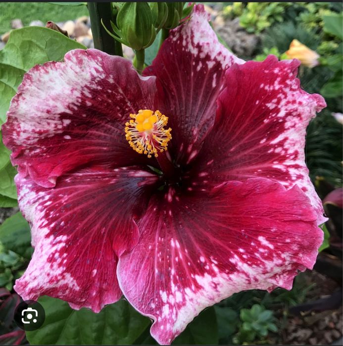 Сортовые гибискусы излишки