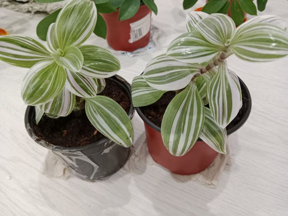 Растения  разные