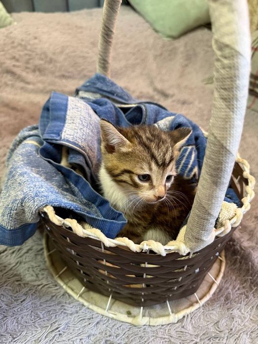 Милые котята ищут заботливые ручки
