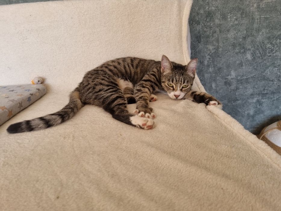 pisica de adoptat,fetita frumoasa,pisicuta pentru adoptie,pisica dragu