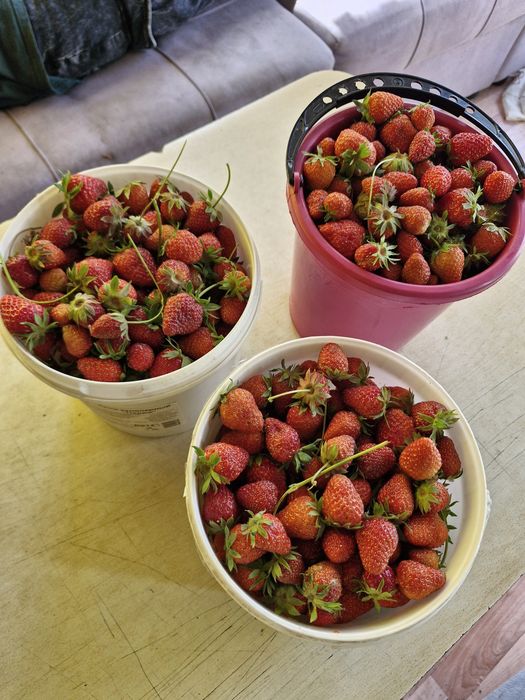 Продам дачную клубнику