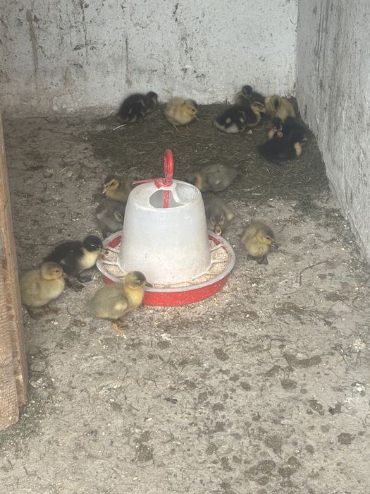 Vand Boboci de rata de