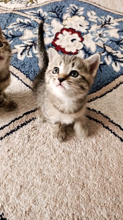 Scottish Straight classic tabby (SOTILADI)
