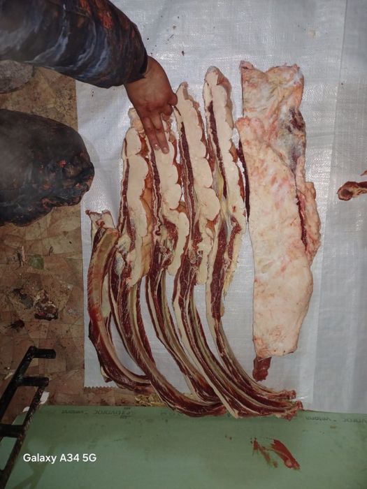 Продам соғым, байтал