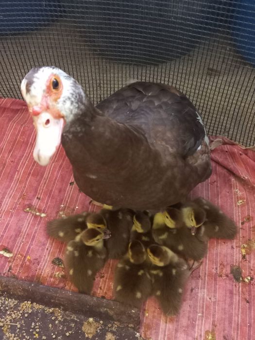 Индоутка . . .    .   .