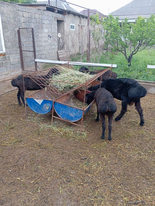 Кошкар козы кой тохты