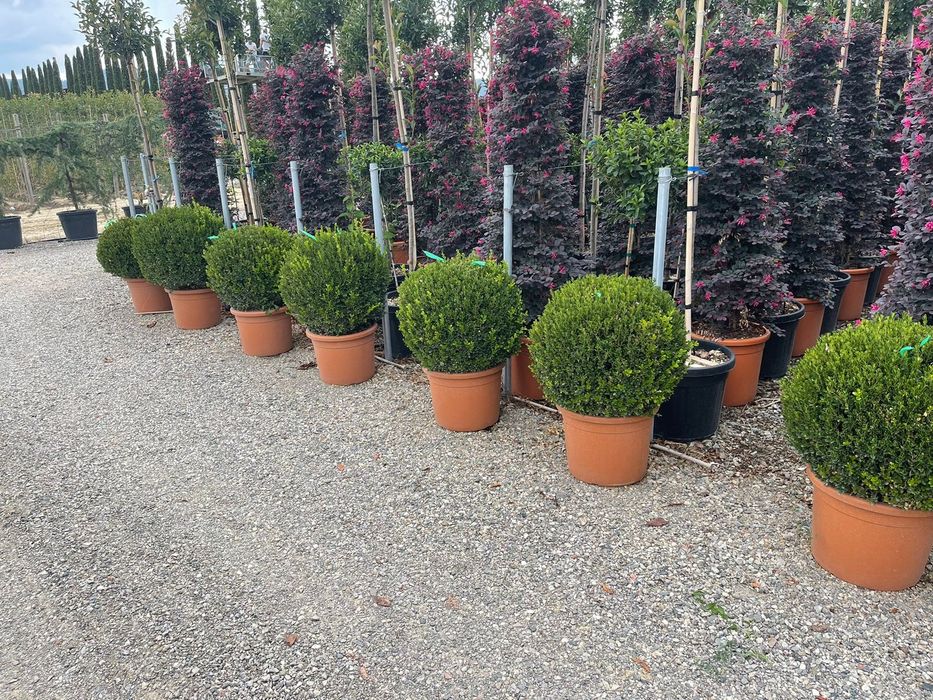 Vând buxus globular