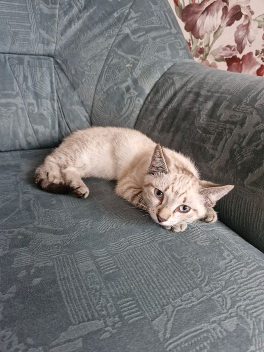 Котёнок  в добрые руки