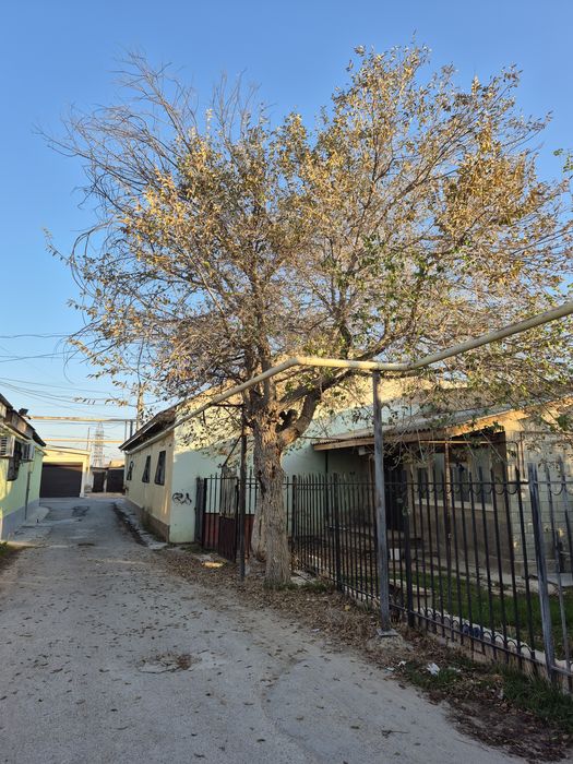 Отдам на дрова два дерева карагач