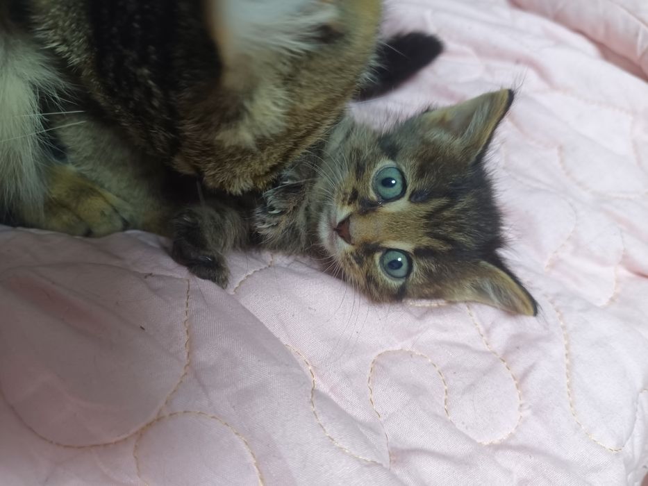 Отдадим котят девочек