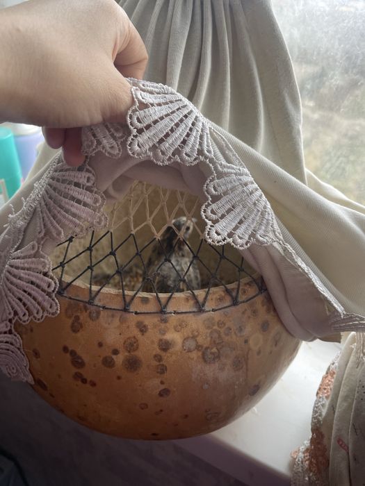 Бөдене сайрайтын