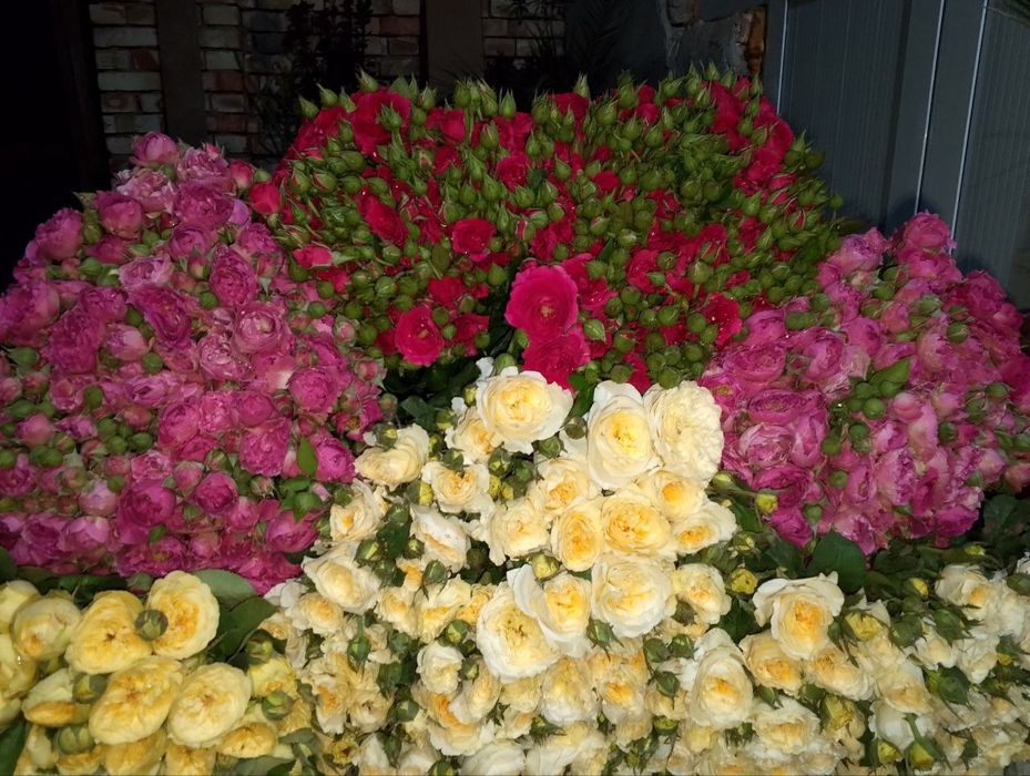 Atirgul ko'chatlari dexqonchilik