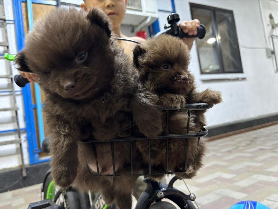 Продам щенков в хорошие руки