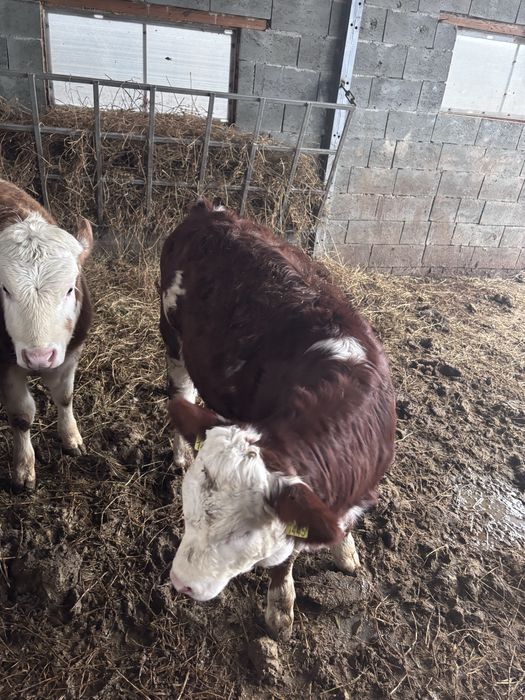 Vitele baltata romaneasca