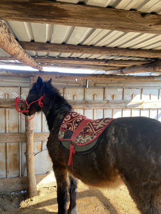 Құнан сатылады мінгі жуас