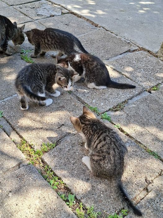 Подарявам малки котета