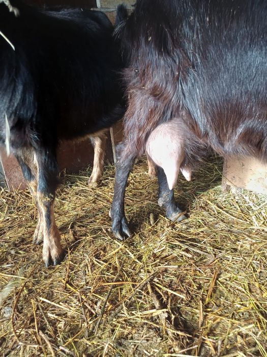 Capre alpine franceze