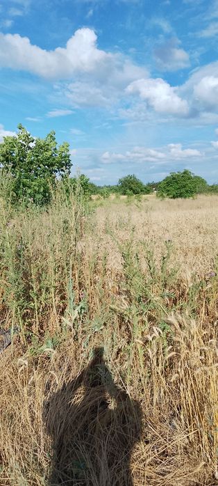 Teren intravilan 2500mp  Miron Costin variante auto/tir