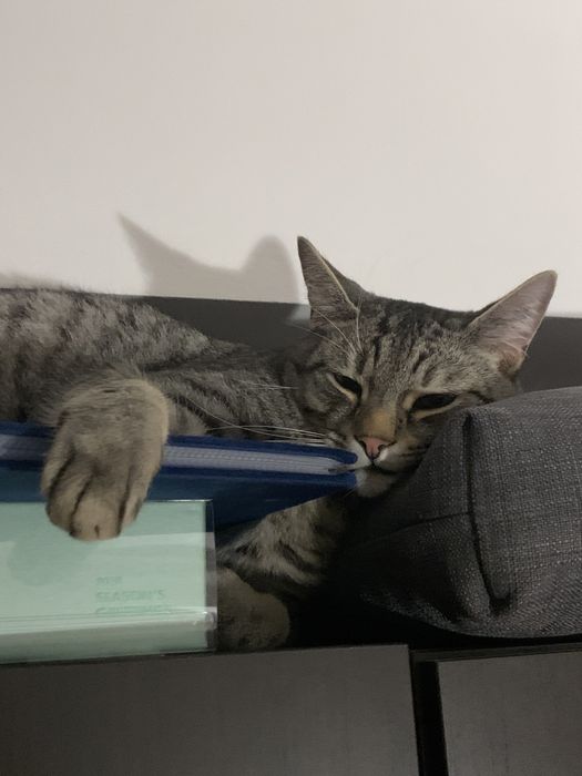 Ofer cazare animale/pet sitter pisici, hamsteri, FARA CAINI!!