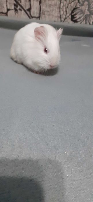 Donez porcușor de Guineea – alb