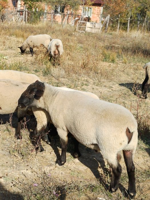 Berbec suffolk de vanzare
