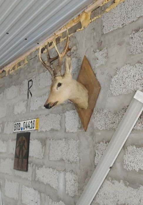 Косуля чучело не дорого