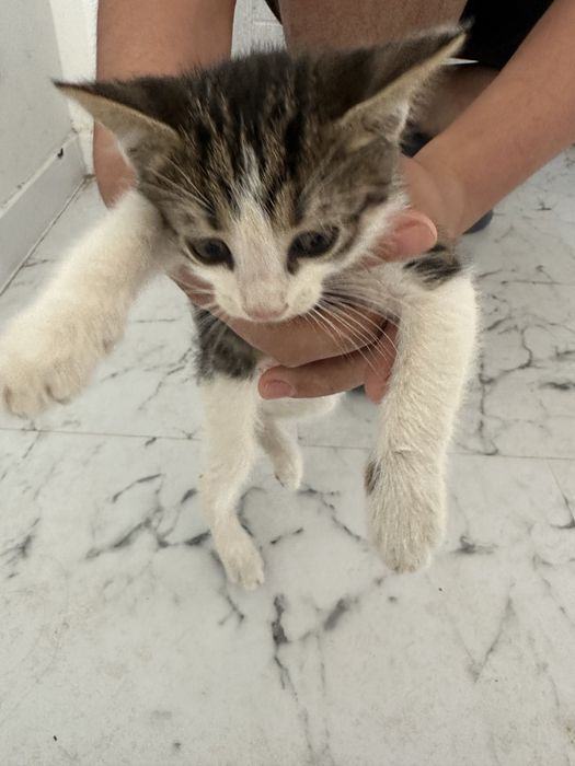 Подарявам малко котенце