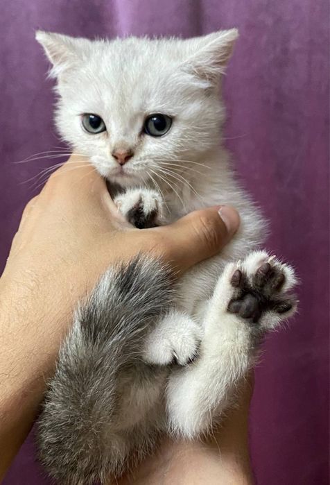 britanskiy chinchilla