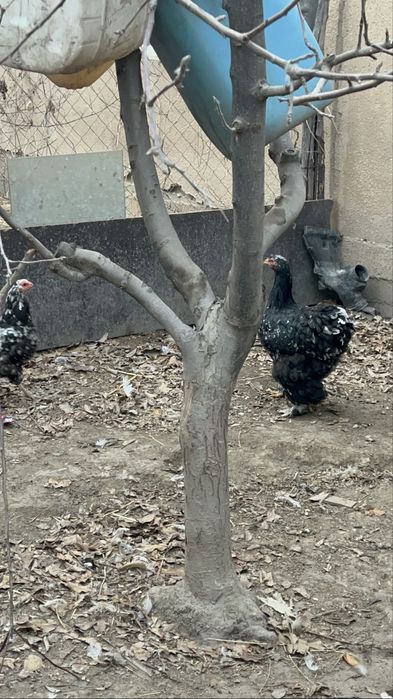 Продам простых кур 4500