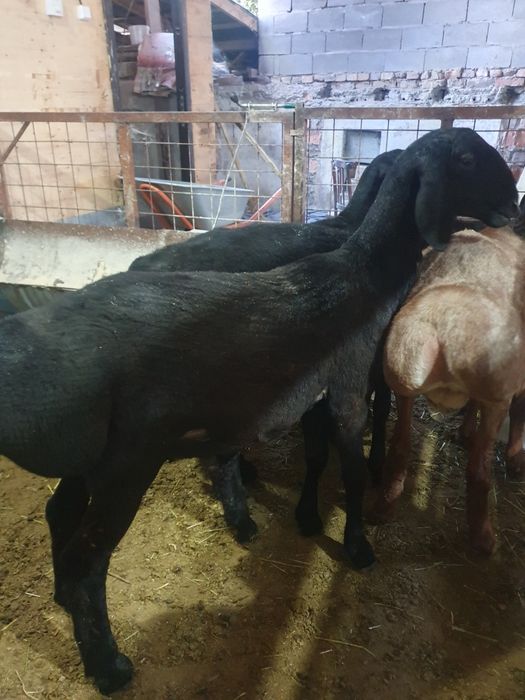 Продам кошкарчиков гиссар