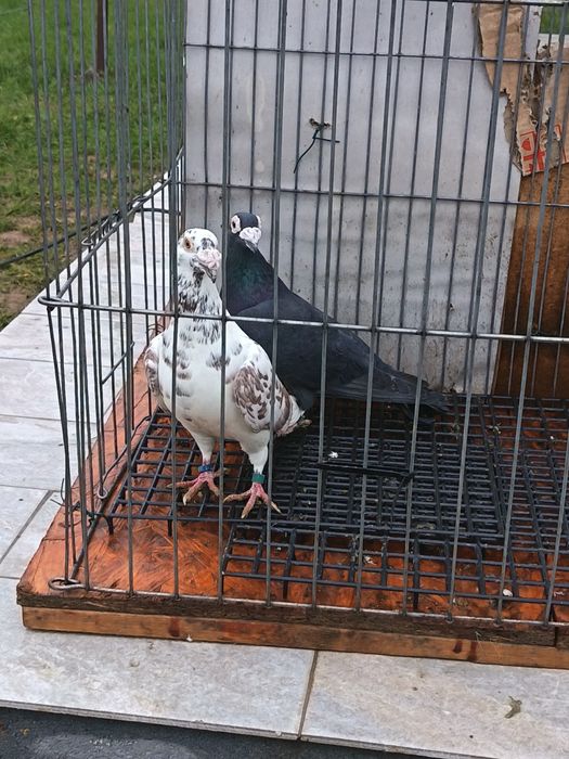 vând porumbei voianori duduros