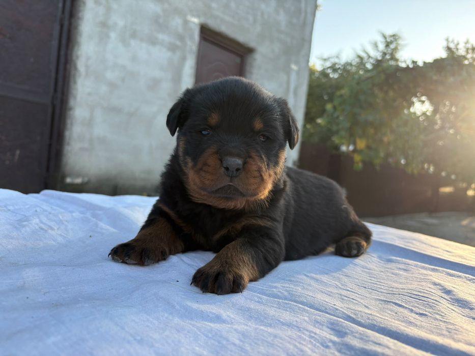 Vand pui rottweiler
