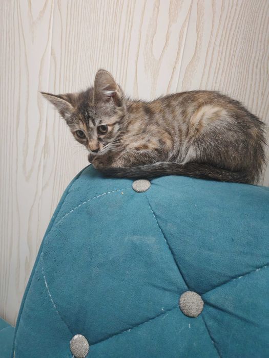 Котенок в добрые руки ненавязчивым остлеживанием судьбы!